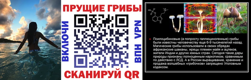Купить где  Павлово  Галлюциногенные грибы Psilocybine cubensis 